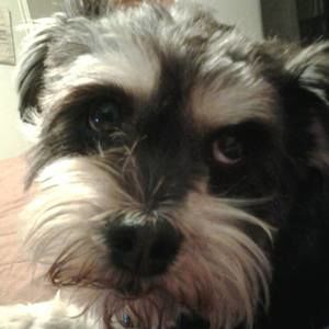 Meet your Posher, Evelyn